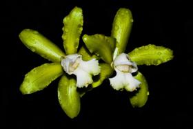 Orquídea Cattleya Guttata Alba