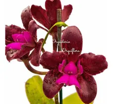 Orquídea Cattleya Guttata Dark Princess Planta Adulta Rara