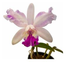 Orquídea Cattleya Intermedia Mista Planta Adulta - Orquiflora