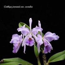 Orquídea Cattleya Jemammii Coerulea