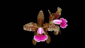 Orquídea Cattleya Kerchoveana