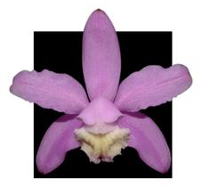 Orquidea Cattleya Kerrii