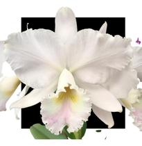 Orquidea Cattleya Labiata Amesiana Bv X Ivanise
