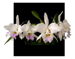 Orquidea Cattleya Labiata Amesiana Df X Justina - orquidario DF