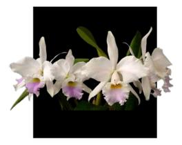 Orquidea Cattleya Labiata Amesiana Df X Justina