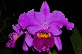 Orquídea Cattleya labiata dark x rubra - Cooperorchids