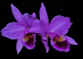 Orquídea Cattleya labiata H.Fernando Figueira x rubra mulata Orquídea Cattleya labiata H.Fernando Figueira x rubra mulata