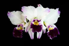 Orquídea Cattleya labiata s/alba pincelada x semi alba - Cooperorchids