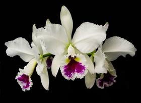 Orquídea Cattleya labiata s/alba ( selecta x FCC ) Orquídea Cattleya labiata s/alba ( selecta x FCC )