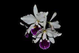 Orquídea Cattleya labiata semi alba