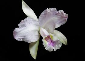 Orquídea Cattleya labiata serra negra x self Orquídea Cattleya labiata serra negra x self