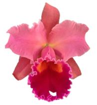 Orquídea Cattleya Laranja Adulta Orquídea Cattleya Laranja Adulta