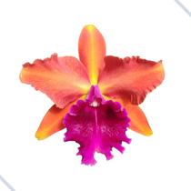 Orquídea Cattleya Laranja Adulta - ORQUIVITRO
