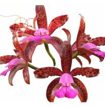 Orquidea Cattleya Leopoldi * Dark Princess ( Planta Inteira)