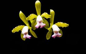 Orquídea Cattleya leopoldii Cetro Esmeralda x lilacianea Orquídea Cattleya leopoldii Cetro Esmeralda x lilacianea