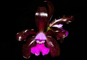 Orquídea Cattleya leopoldii selected x selected Orquídea Cattleya leopoldii selected x selected