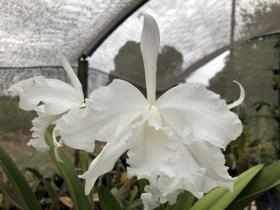 Orquídea Cattleya lobata var. alba - orquivitro Orquídea Cattleya lobata var. alba - orquivitro