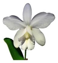 Orquídea Cattleya Loddigesii Alba
