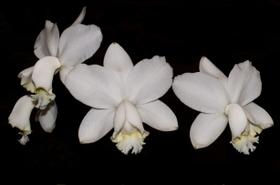 Orquídea Cattleya loddigesii alba