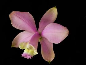 Orquídea Cattleya loddigesii clara x striata Atiabaia Orquídea Cattleya loddigesii clara x striata Atiabaia