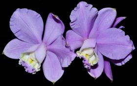 Orquídea Cattleya loddigesii