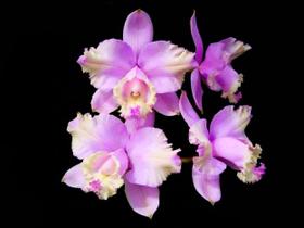 Orquídea Cattleya loddigesii pelorica x pelorica nativa Orquídea Cattleya loddigesii pelorica x pelorica nativa