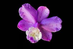 Orquídea Cattleya loddigesii puntacta Marisa x martinelli Orquídea Cattleya loddigesii puntacta Marisa x martinelli