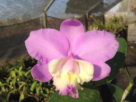 Orquídea Cattleya loddigesii tipo