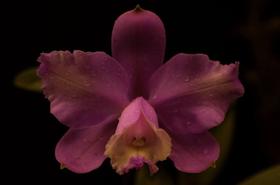 Orquídea Cattleya loddigesii treelip x self