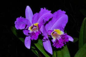 Orquídea Cattleya lueddemanniana B. V. x Fernandes