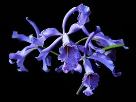 Orquídea Cattleya maxima coerulia