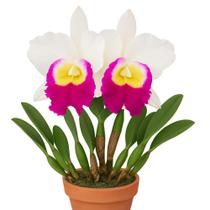 Orquídea Cattleya Memoria Anna Balmores Flores Grandes