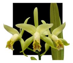 Orquidea Cattleya Mooreana - orquidario DF