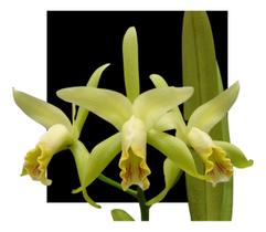 Orquidea Cattleya Mooreana