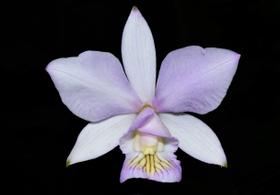 Orquídea Cattleya nobilior amaliae beira rio x self Orquídea Cattleya nobilior amaliae beira rio x self