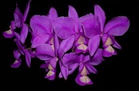 Orquídea Cattleya nobilior Dark Rio Verde x Lori - Cooperorchids