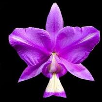Orquídea Cattleya nobilior pelorica colibri x handcap
