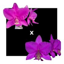 Orquídea Cattleya Nobilior (rafaela X Lori) X Durval Ferreir Orquídea Cattleya Nobilior (rafaela X Lori) X Durval Ferreir