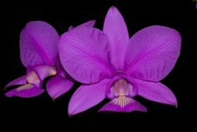 Orquidea Cattleya Nobilior Tipo - 34,99