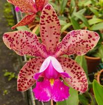 Orquidea Cattleya Pão de Açucar