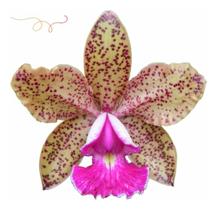Orquidea Cattleya Pedra Da Gávea X Pão De Açucar * Adulta * - doce l@r
