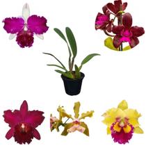 Orquidea Cattleya Planta Adulta Mista Exótica Linda Orquidea Cattleya Planta Adulta Mista Exótica Linda