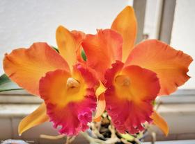 Orquídea Cattleya Potinara Helga Margaret Gray - Planta Adulto com 6 Bulbos
