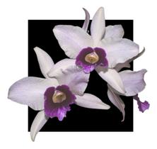 Orquidea Cattleya Purpurata Aço