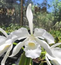 Orquídea - Cattleya purpurata var. alba - ORQUIVITRO