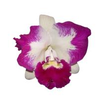 Orquídea Cattleya Remo Prada Sabara