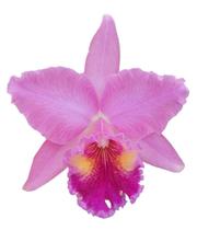 Orquídea Cattleya Rosa Adulta - orquivitro