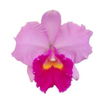 Orquídea Cattleya Rosa Adulta