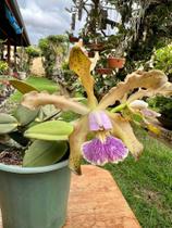 Orquídea Cattleya Schileriana Coerulea Adulta Vaso Inteiro - docel@r