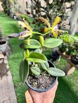 Orquídea Cattleya Schileriana Verde Pintada Vaso Inteiro